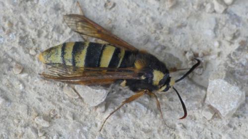 Sesia apiformis